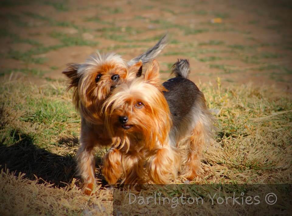 Pixie & natasha